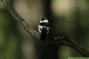 Halsbandsflugsnappare, Ficedula albicollis